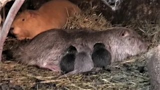 Всеядные Нутрии и у них беби - бум!!! Omnivorous Nutria and they have a baby boom!!!