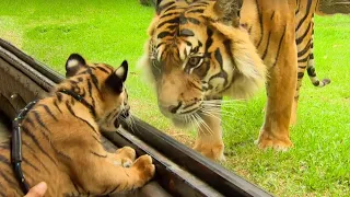 REENCUENTRO DE CACHORROS CON SUS PADRES !