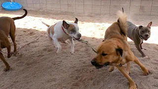 Dogs playing: Episode 30