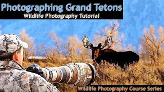 Photographing Wildlife of Grand Teton NP - Wild Photo Adventures