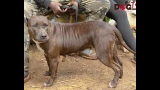 BEAUTIFUL AMERICAN PITBUL (DOG TV KENYA EPISODE 81)