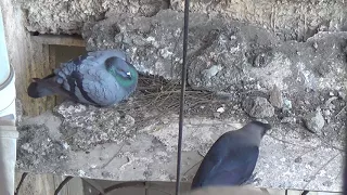 Pigeon protecting her nest from crows.