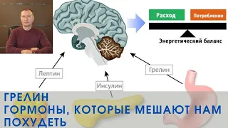 ГРЕЛИН. ГОРМОНЫ, КОТОРЫЕ МЕШАЮТ НАМ ПОХУДЕТЬ.