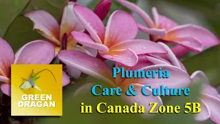 Plumeria Care and Culture 4K UHD