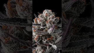 Chimera Cannabis close up stacked spin