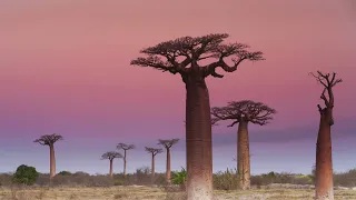 ĐẠI LỘ KỲ LẠ VỚI HÀNG CÂY HƠN 3000 NĂM TUỔI TẠI MADAGASCAR #madagascar #chauphi #baobab