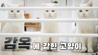 감옥에 갇힌.. 아니 허들에 갇힌 고양이.. | 고양이산책