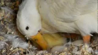 Newly Hatched Duckling With Its Mom