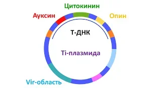 Агробактерии сегодня