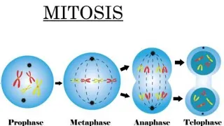 PHASES OF MITOSIS. All Things Life Sciences (Biology)