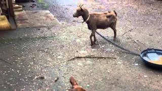 Dog meets goat