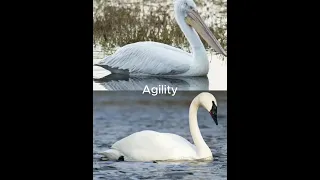 Dalmatian Pelican vs Trumpeter Swan @blutomo3171 #shorts