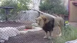 Lion chat at the San Diego Zoo