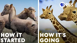 Why The Giraffe Got Its Neck