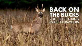 Roebuck stalking in the Cotswolds