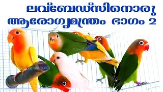 African Love birds | ആഫ്രിക്കന്‍ ലവ്‌ബേഡ്‌സിനെ വളര്‍ത്തുമ്പോള്‍ ശ്രദ്‌ധിയ്‌ക്കേണ്ടത്‌  | Part 2