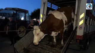Nove krave simentalke  stigle na Farmu Izeta Babića u Gatu kod Cazina