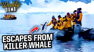 Penguin escapes killer whale by jumping into boat | Weekly Dumb