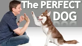 How to Choose the Best Dog for YOU!