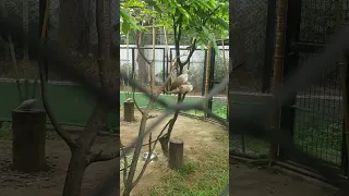 Birds @ Manila Zoo