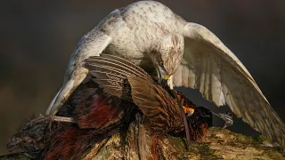 Хищная птица Ястреб: интересные факты, среда обитания, как охотится на своих жертв