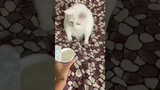 The cat doesn’t like yogurt 🍦