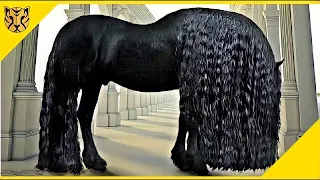 10 Kuda Tercantik, Terlangka, dan Termahal di Dunia