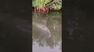 Bull shark runs into the side of guys kayak.