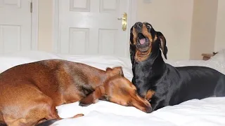 Funny dachshunds compilation 2024 Funny dachshund puppy videos Try To Not Laugh