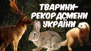 Хто найбільший, хто найменший, хто найшвидший звір України? Тварини-рекордсмени України.