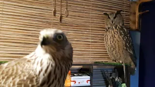 Eagle-owl Yoll says: 'Uhoo!', the goshawk says: 'Eeeeeeek!'.