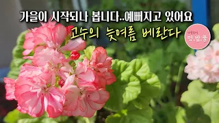 제라늄,제라늄 물꽂이 3일만에