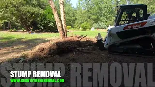 Stump Removal vs Stump Grinding