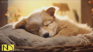 20 HOURS of Dog Calming Music For Dogs🎵🐶Anti Separation Anxiety Relief🐶💖puppy sleeping 🎵 NadanMusic