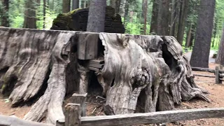 The Discovery Tree giant sequoia