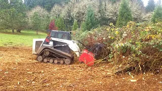 Bamboo Valley Forestry mulching Oregon blackberry thicket with wild plums and willows