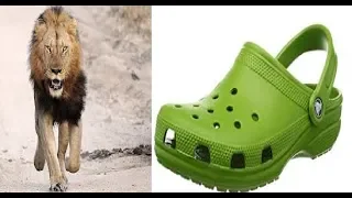 Animal Face-Off: Lion vs Croc (but with jokes)