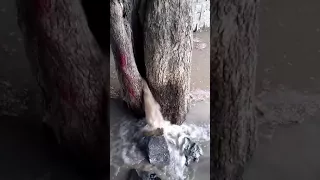 Water Gushing out of tree.