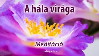 A hála virága - Vezetett meditáció Malaya - Sri Chinmoy tanítása alapján