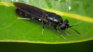 Black Soldier Fly Production Part 1 Introduction