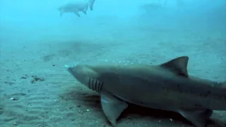 Shark Wreck dive on the Aeolus