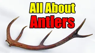 Antler Velvet, Antler Growth, and Shed Antlers – Including Shed Antler Hunting Tips