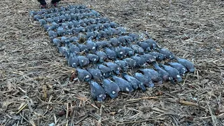Pigeon Shooting - Red Letter Day On Maize (ShotKam)