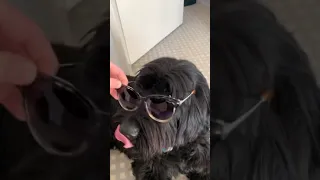 Briard Nala mit Brille 2020