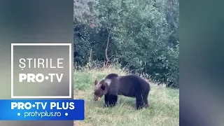 Un vânător a filmat momentul în care e sfâşiat cu sălbăticie de un urs