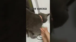 мой любимый котик!