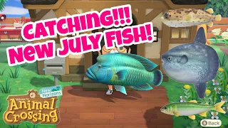 Catching the New July Fish - Animal Crossing New Horizons (Northern Hemisphere)