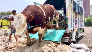 KEREN GAES SAPI RAKSASA KALID TURUN DARI TRUK OLENG BOIS ‼️🔥🔥🔥