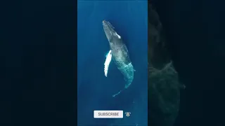 Ever Seen a Whale in Person 🐋 | Biggest Sharks in the World #Shorts