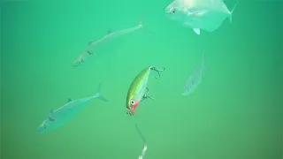 This is How Fish Stalk Your Fishing Lure! Wild Footage